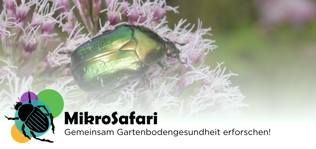 MikroSafari.png